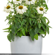 Coneflower, Color Coded The Price is White #1